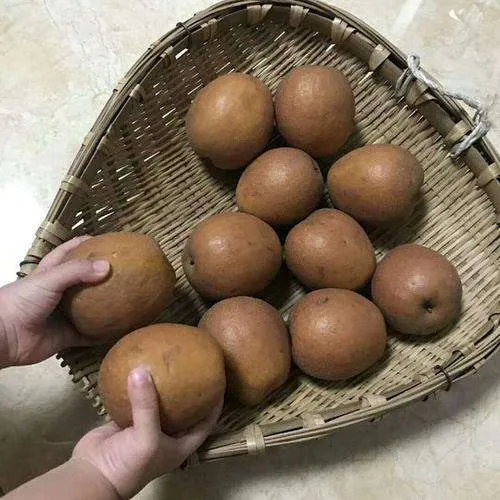 Buy the latest types of golden medium kiwi