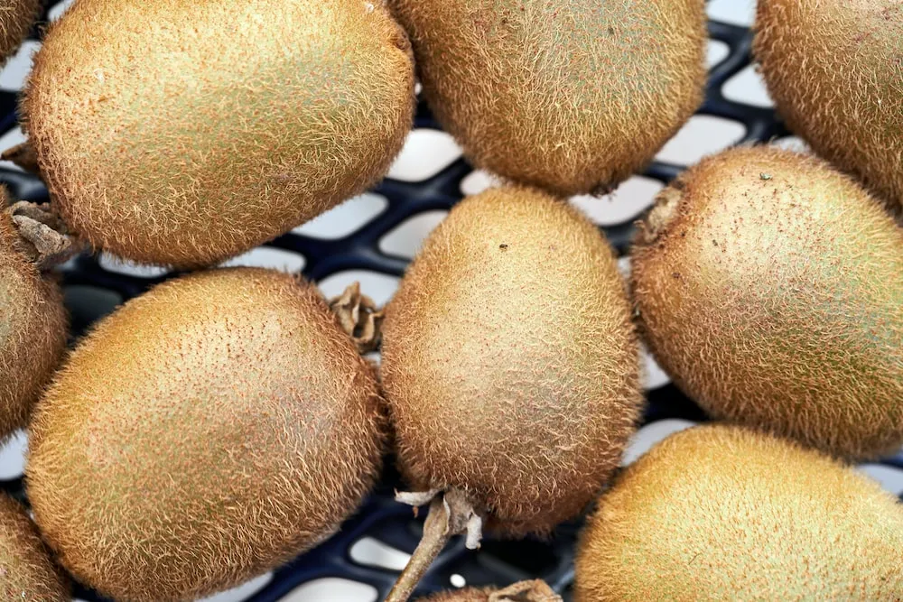 sungold kiwi purchase price + sales in trade and export