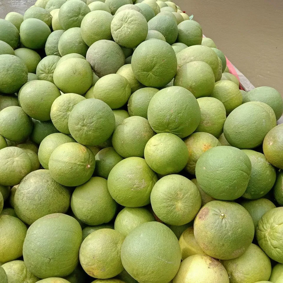 pomelo pomelo Indonesia | Sellers at reasonable prices pomelo Indonesia