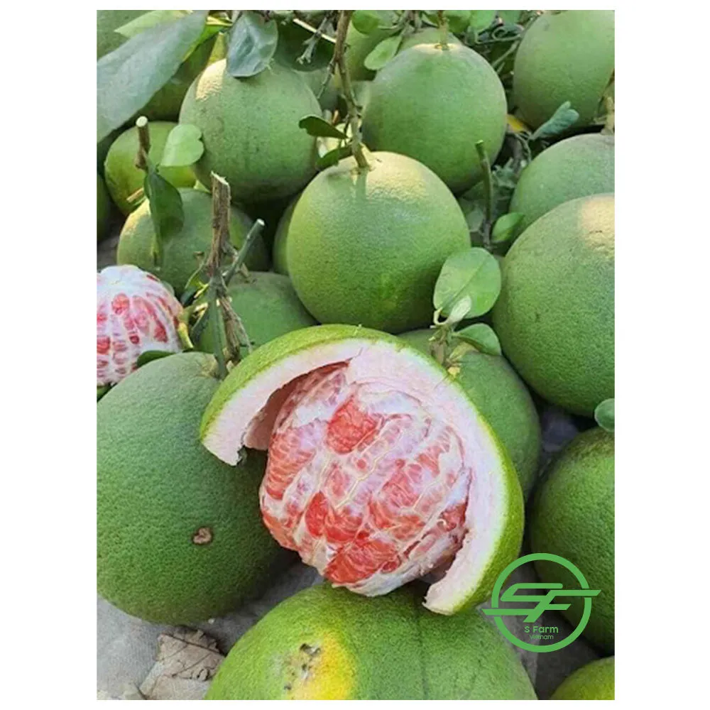 Buy the latest types of pomelo fruit size