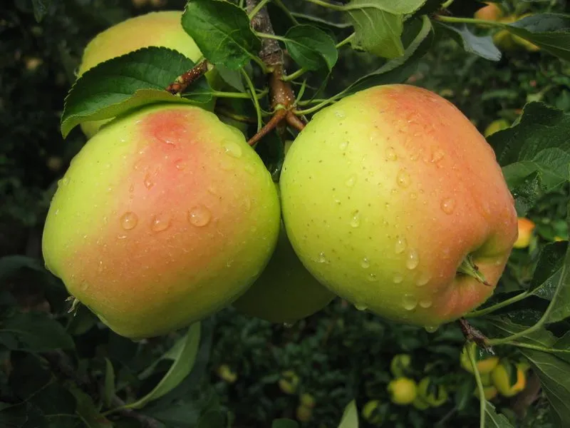 Healthy golden apple purchase price + photo