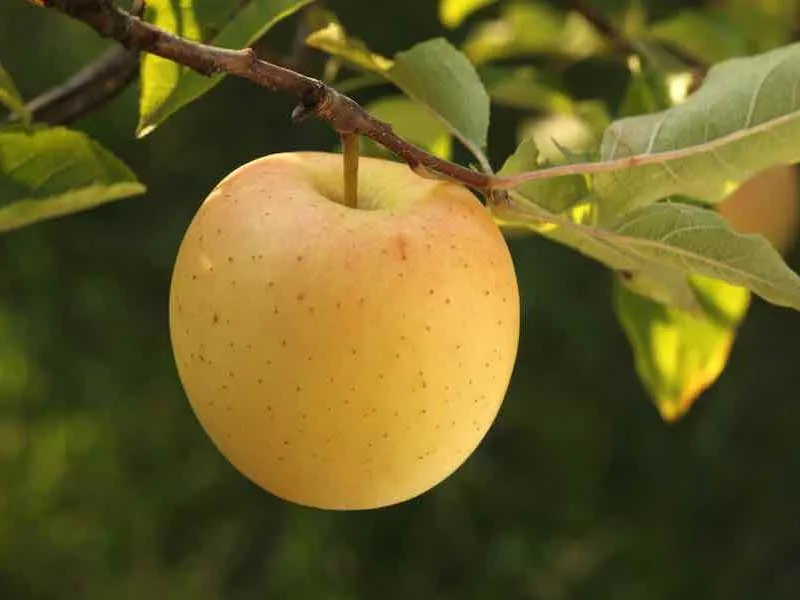 golden delicious apple purchase price + user guide