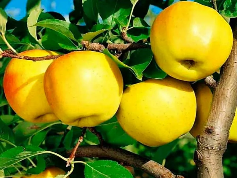 Buy and price of Golden apple quality fruits