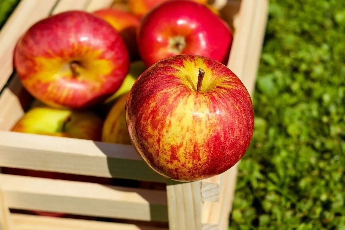 Purchase and price of rockit apples australia types