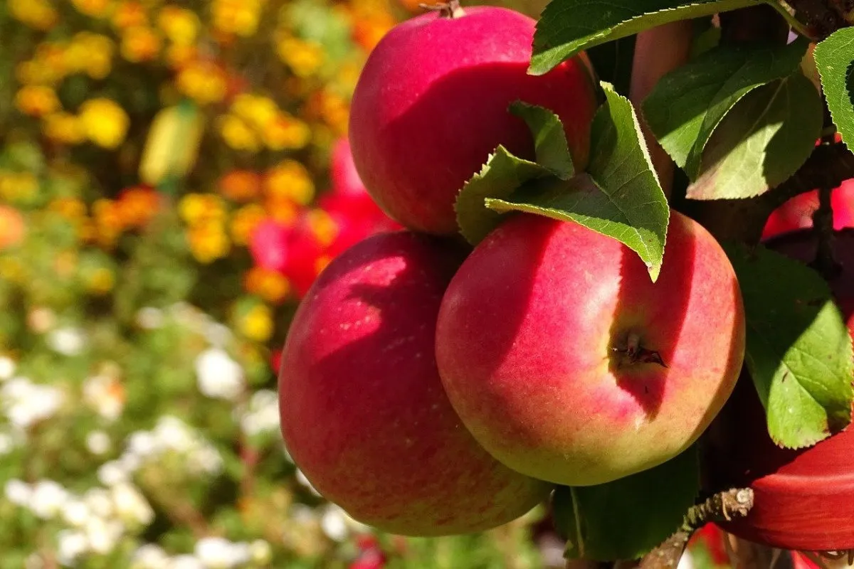 Purchase and today price of rockit apples singapore