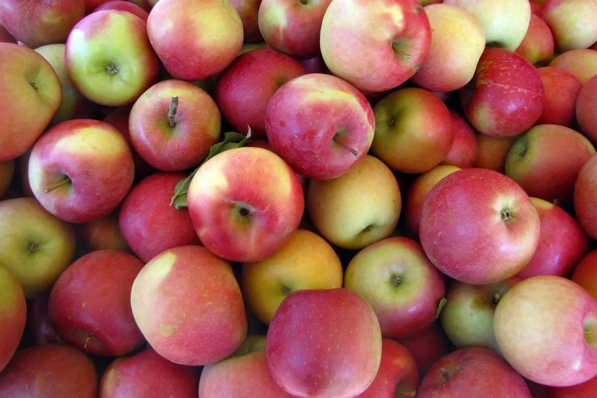 The purchase price of rockit apples nz + properties, disadvantages and advantages
