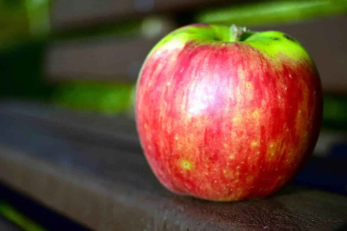 Buy hindman apple fruit + great price with guaranteed quality