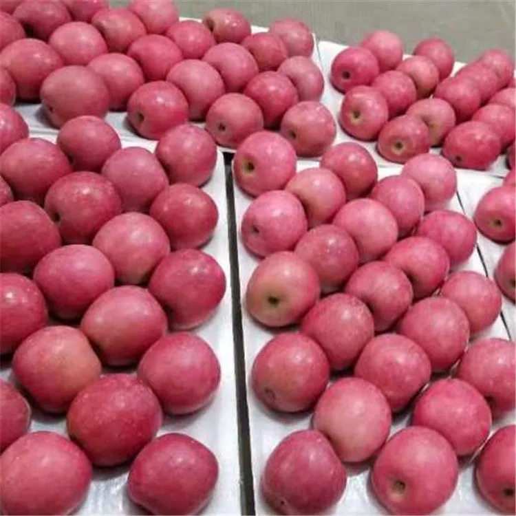Price and buy jamaica star apple fruit + cheap sale