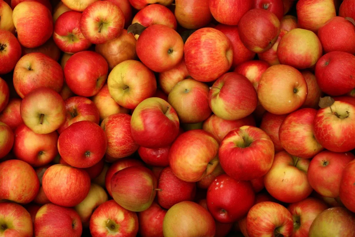 The purchase price of jamaican custard apple fruit