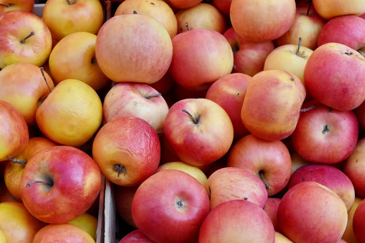 Buy tropical golden apple fruit + best price
