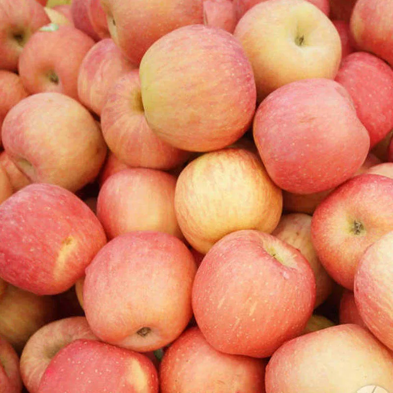 Buy ginger gold apples for applesauce + best price
