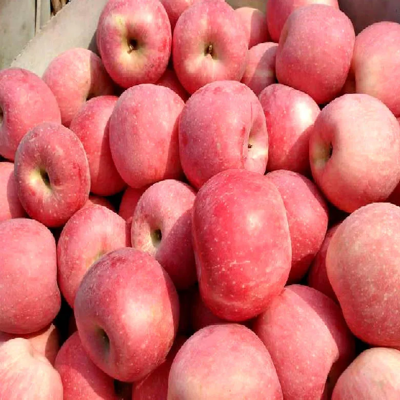 Price and buy ginger gold apples Michigan + cheap sale