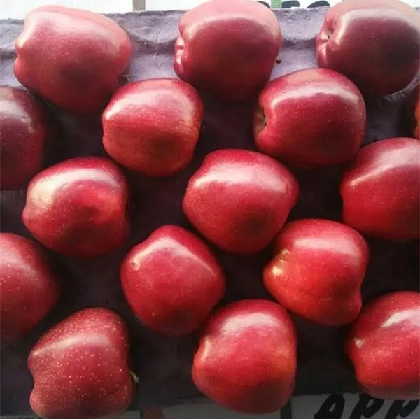 Price and buy ginger gold apples Michigan + cheap sale