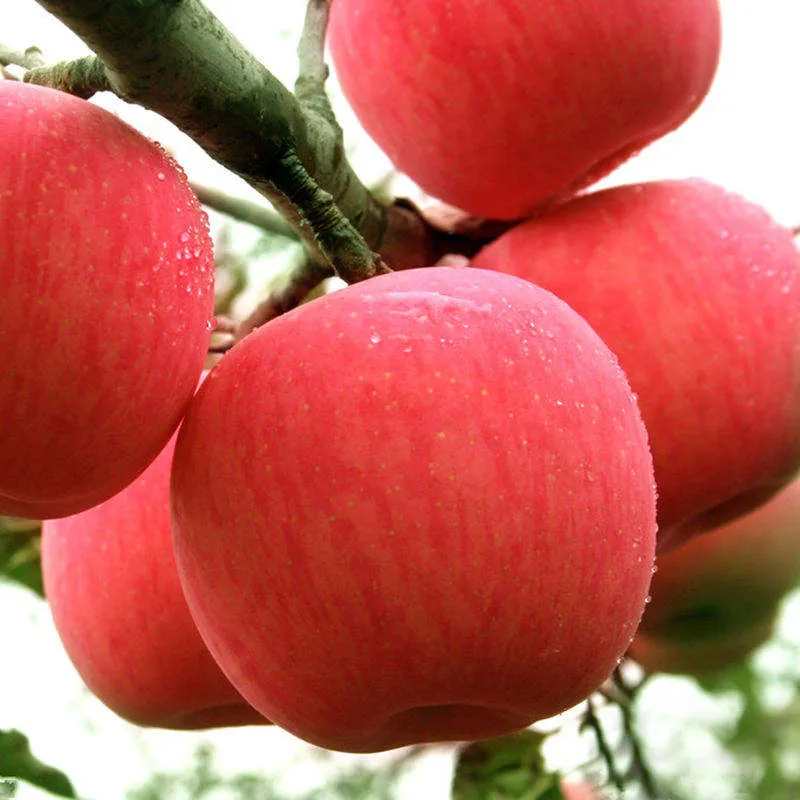 Purchase and price of braeburn apples aldi