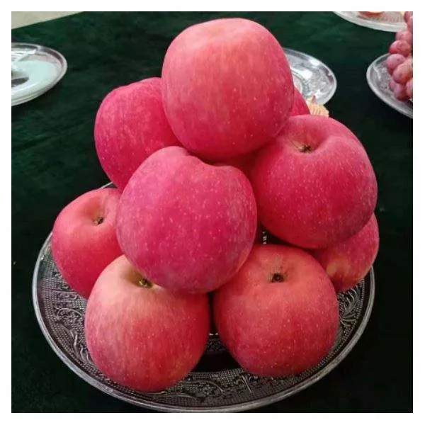 Golden apple fruit 5k characteristics purchase price + specifications, cheap wholesale