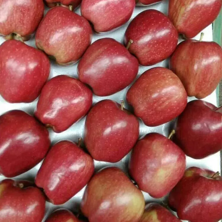 Buy Golden apple fruit 60 grams + best price