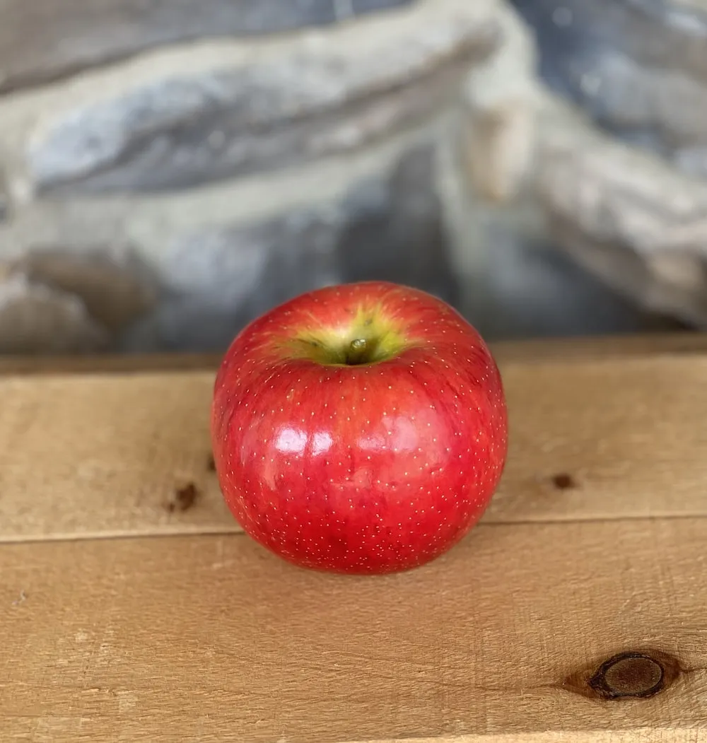 Buy honeycrisp apple | Selling all types of honeycrisp apple at a reasonable price