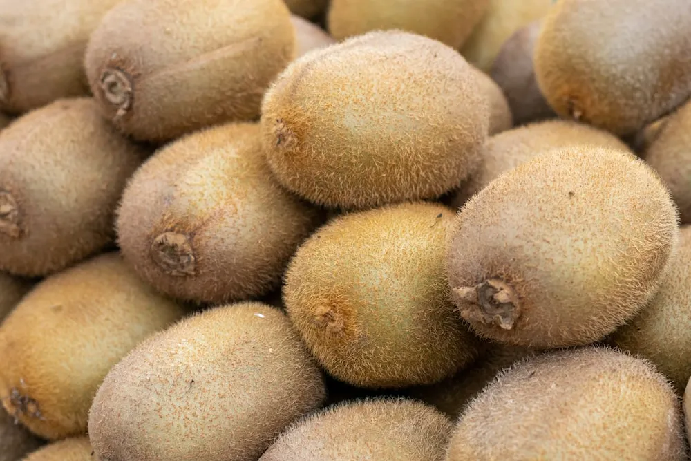 The price of kiwifruit plants + buying and selling of kiwifruit plants with high quality