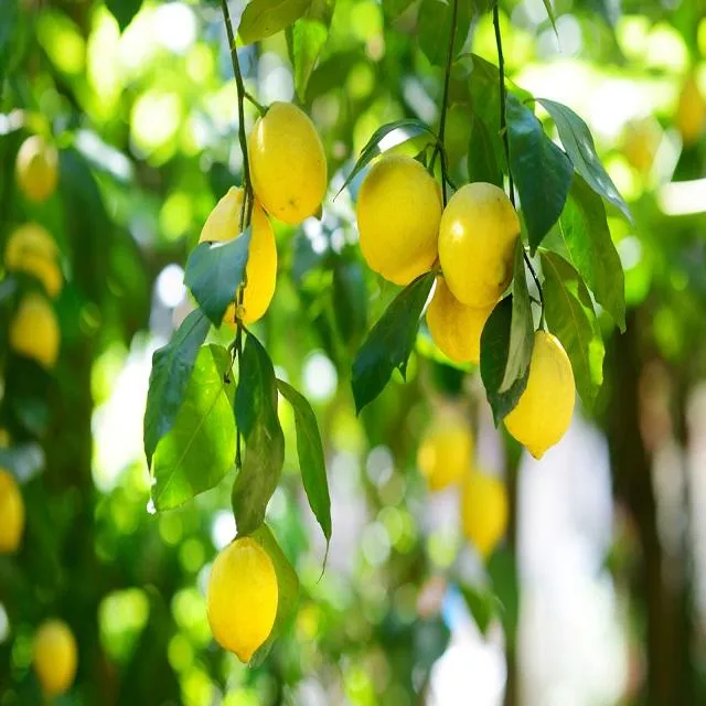 Purchase and price of tangerine fruit in tamil types