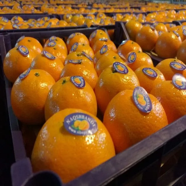 Purchase and today price of tangerine fruit vs naartjie