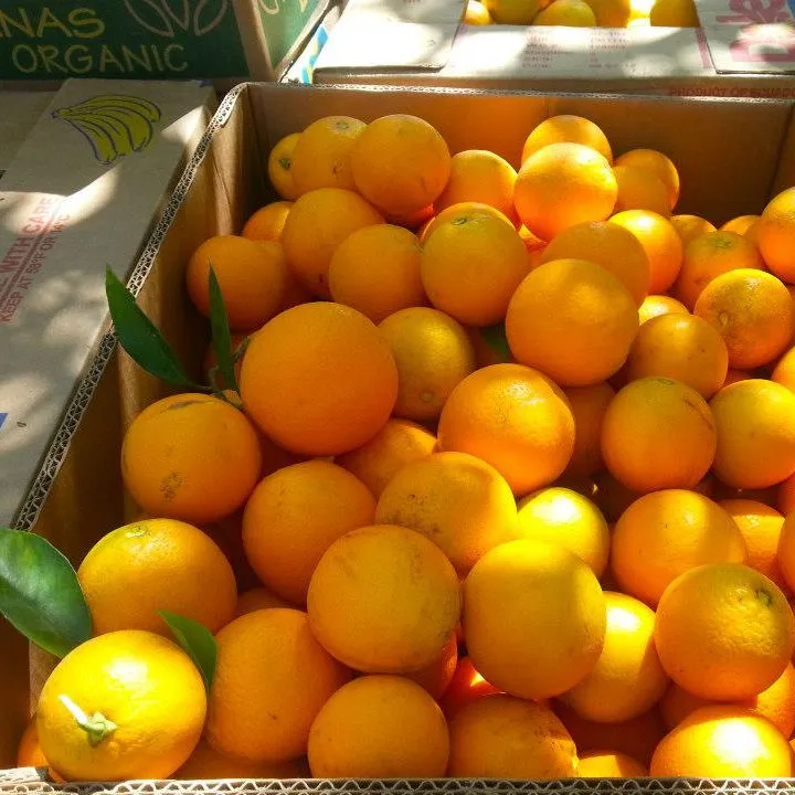 Purchase and today price of tangerine fruit vs naartjie