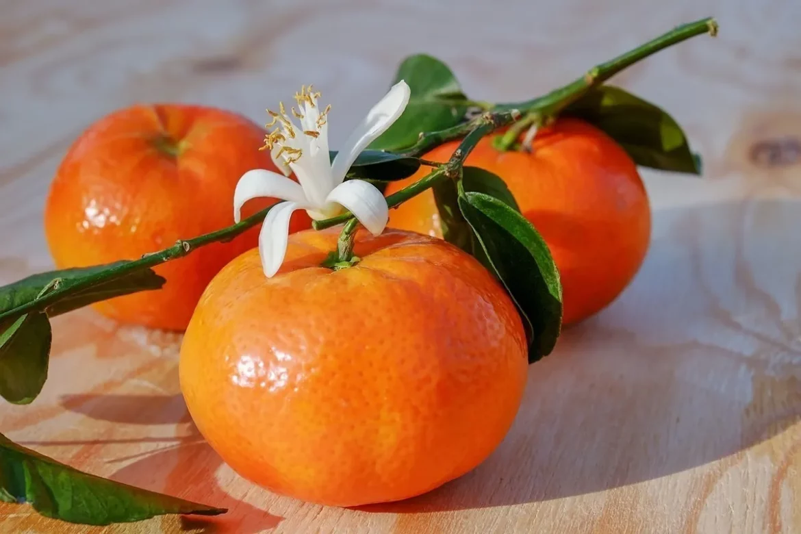 The price of clementine fruit australia + wholesale production distribution of the factory