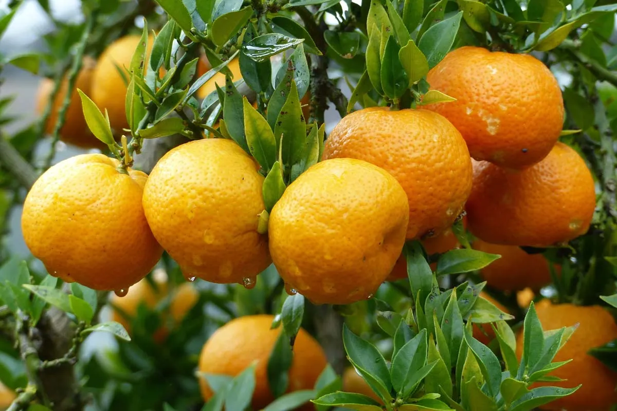 The price of clementine fruit australia + wholesale production distribution of the factory