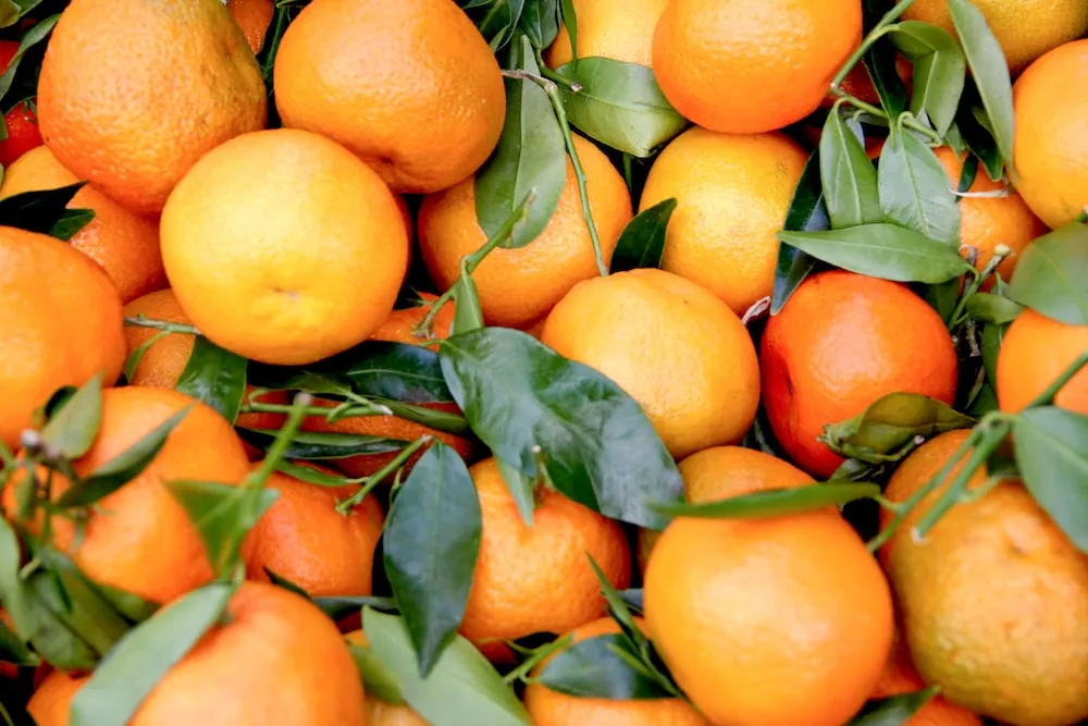 clementine fruit | Sellers at reasonable prices clementine fruit
