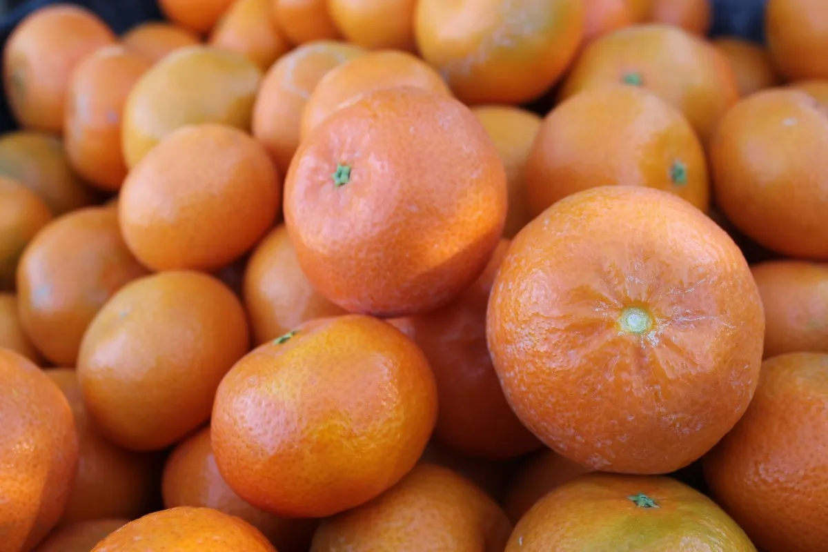 The price of naartjie fruit + purchase and sale of naartjie fruit wholesale