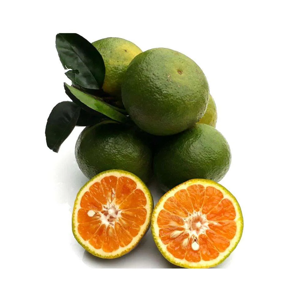 orange types in india price + wholesale and cheap packing specifications