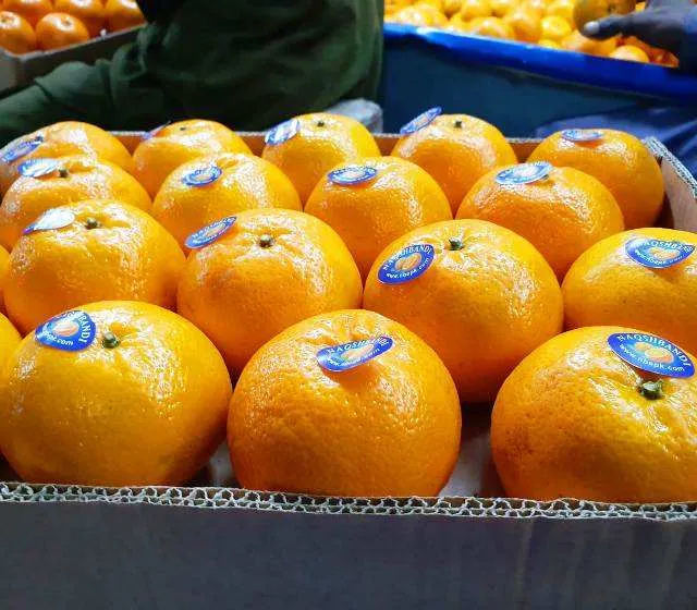 orange types in pakistan purchase price + quality test