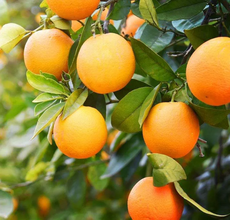Price and buy orange fruit benefits for skin + cheap sale