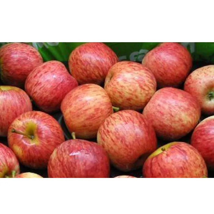 Buy and wholesale apples cost per pound price