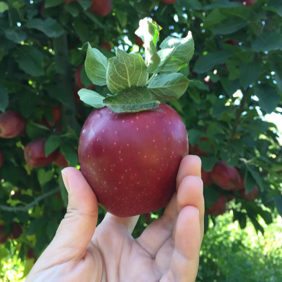 Buy and wholesale apples cost per pound price