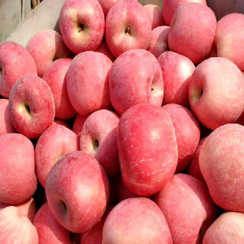 Buy apples cost per kg + great price with guaranteed quality
