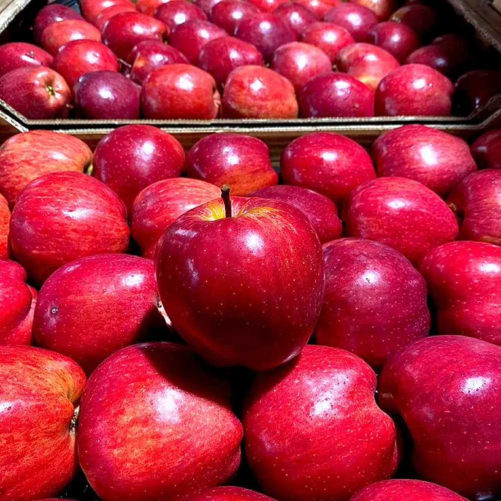 The purchase price of apples cost from production to consumption in bulk