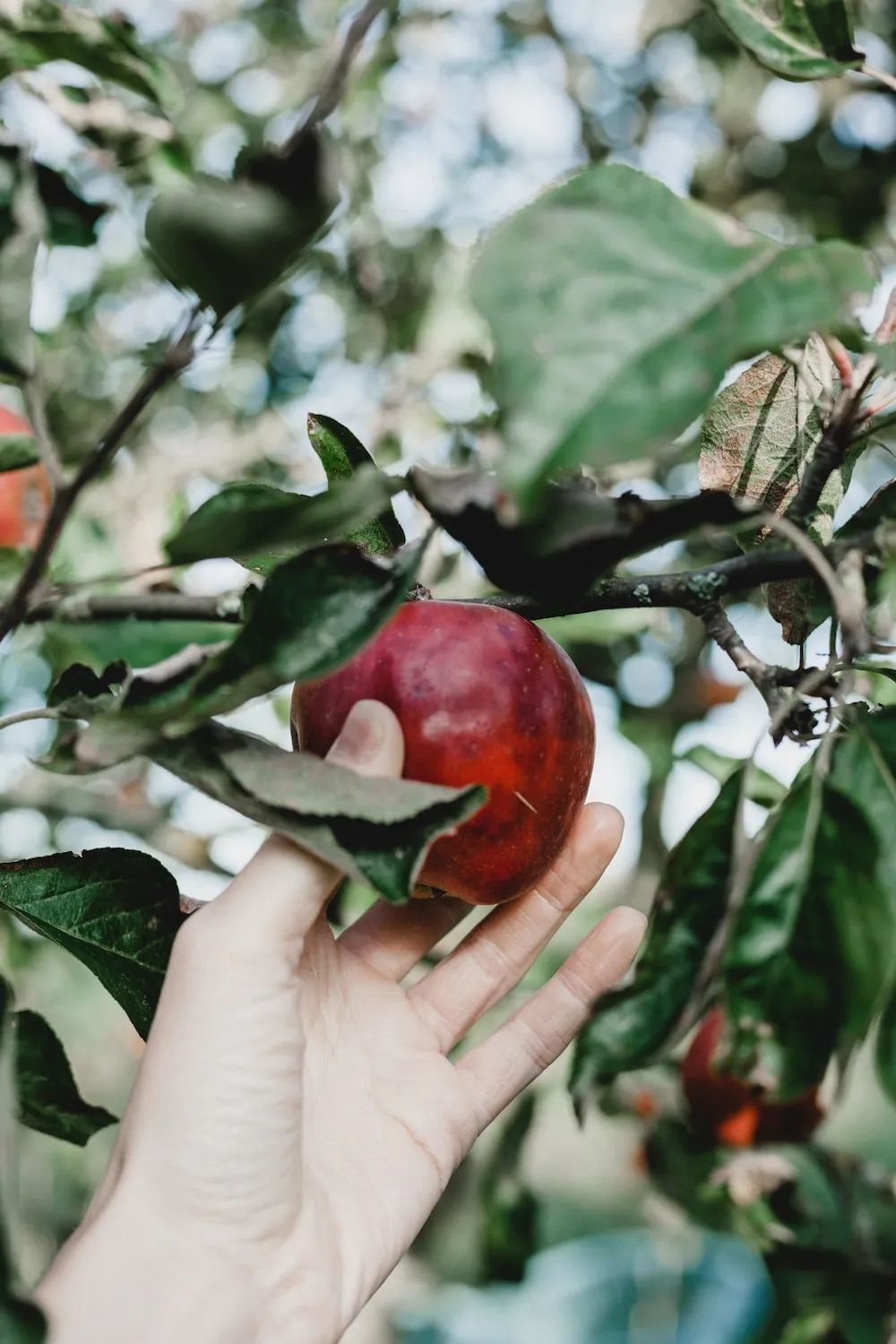 Purchase and price of apples fruit or vegetable types